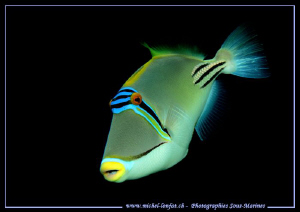 A beautiful Picasso TriggerFish in the Red Sea... Que du ... by Michel Lonfat 